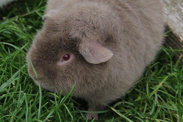 Marsvin Koreskas ÅGERKARL - 20140514 Marsvin ude billede 34