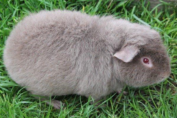 Marsvin Koreskas ÅGERKARL - 20140514 Marsvin ude billede 31