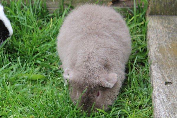 Marsvin Koreskas ÅGERKARL - 20140514 Marsvin ude billede 36