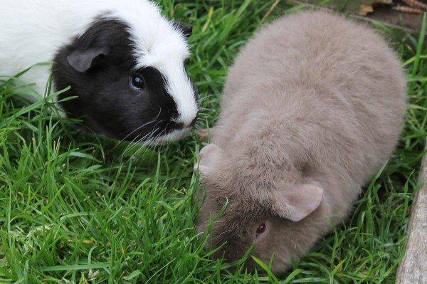 Marsvin Koreskas ÅGERKARL - 20140514 Marsvin ude billede 32