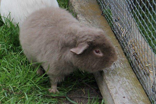 Marsvin Koreskas ÅGERKARL - 20140514 Marsvin ude billede 33