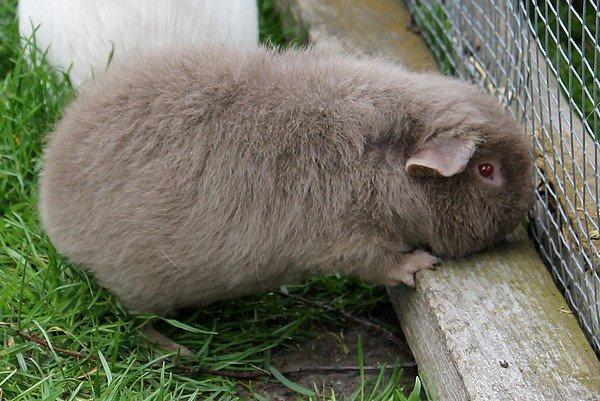 Marsvin Koreskas ÅGERKARL - 20140514 Marsvin ude billede 37