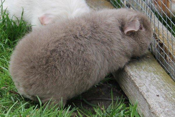 Marsvin Koreskas ÅGERKARL - 20140514 Marsvin ude billede 38