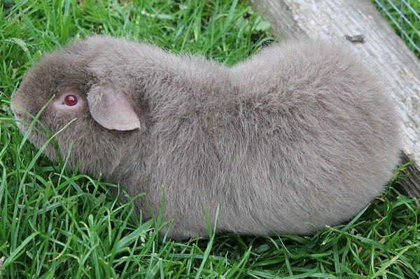 Marsvin Koreskas ÅGERKARL - 20140514 Marsvin ude billede 35