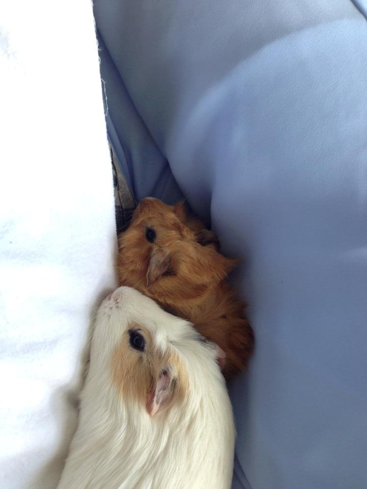 Marsvin Charlie Chicken Nugget billede 20