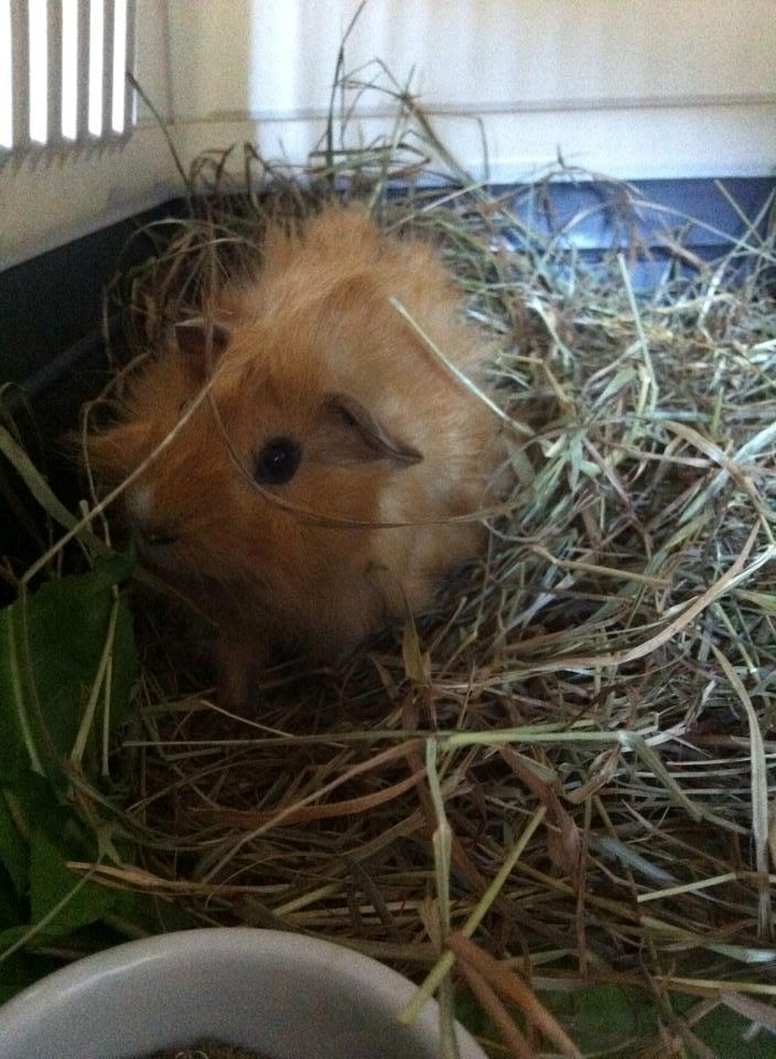 Marsvin Charlie Chicken Nugget billede 10