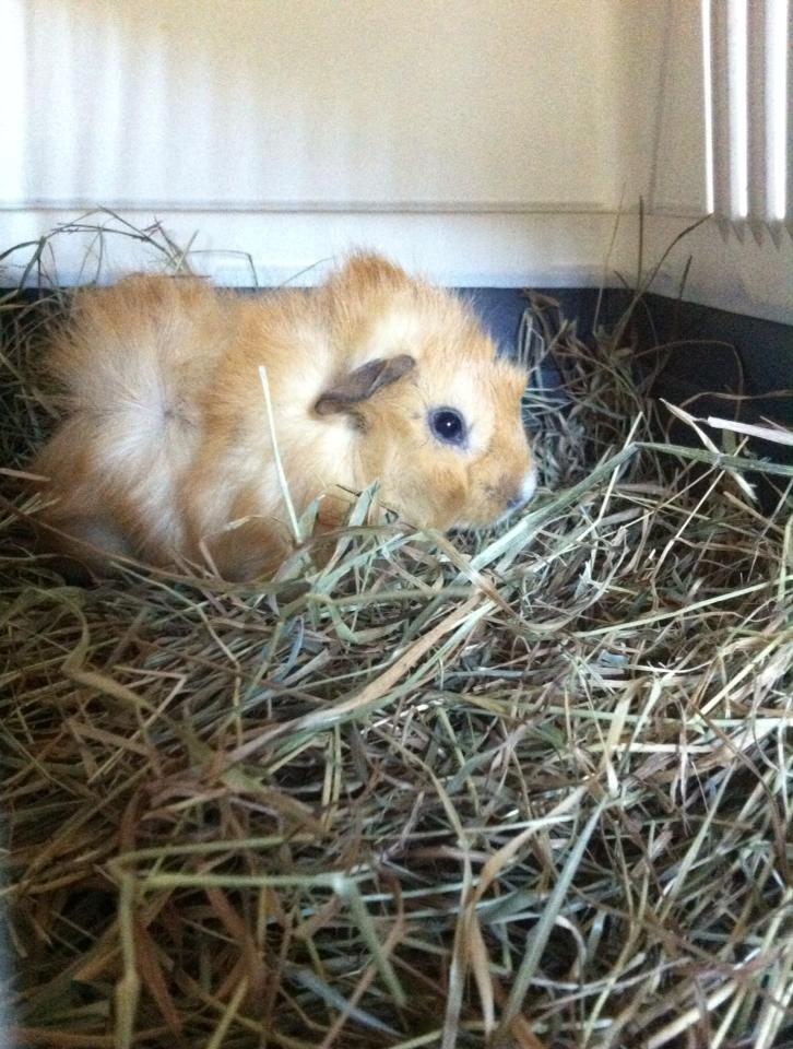 Marsvin Charlie Chicken Nugget billede 9