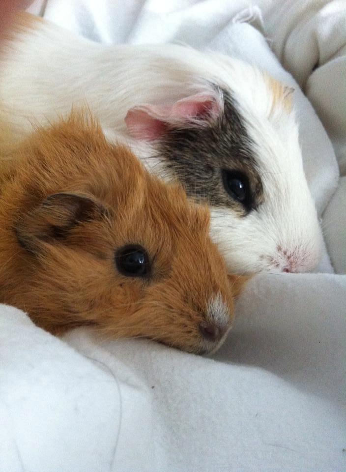 Marsvin Charlie Chicken Nugget billede 21