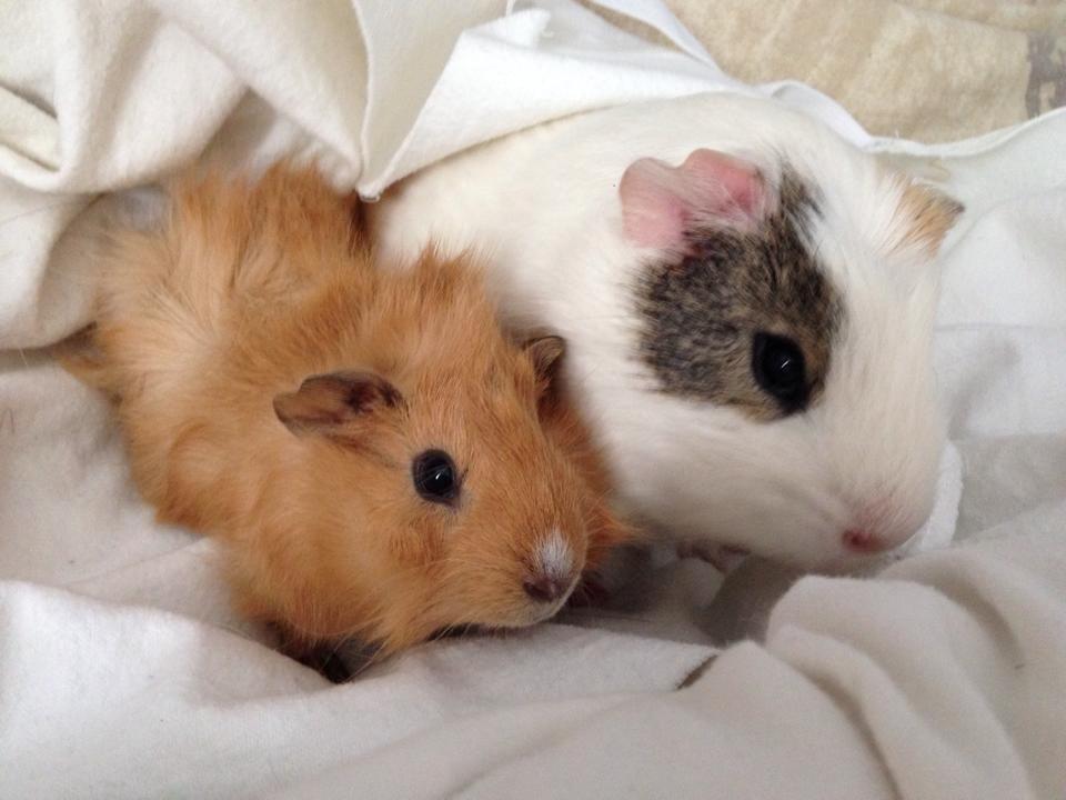 Marsvin Charlie Chicken Nugget billede 13