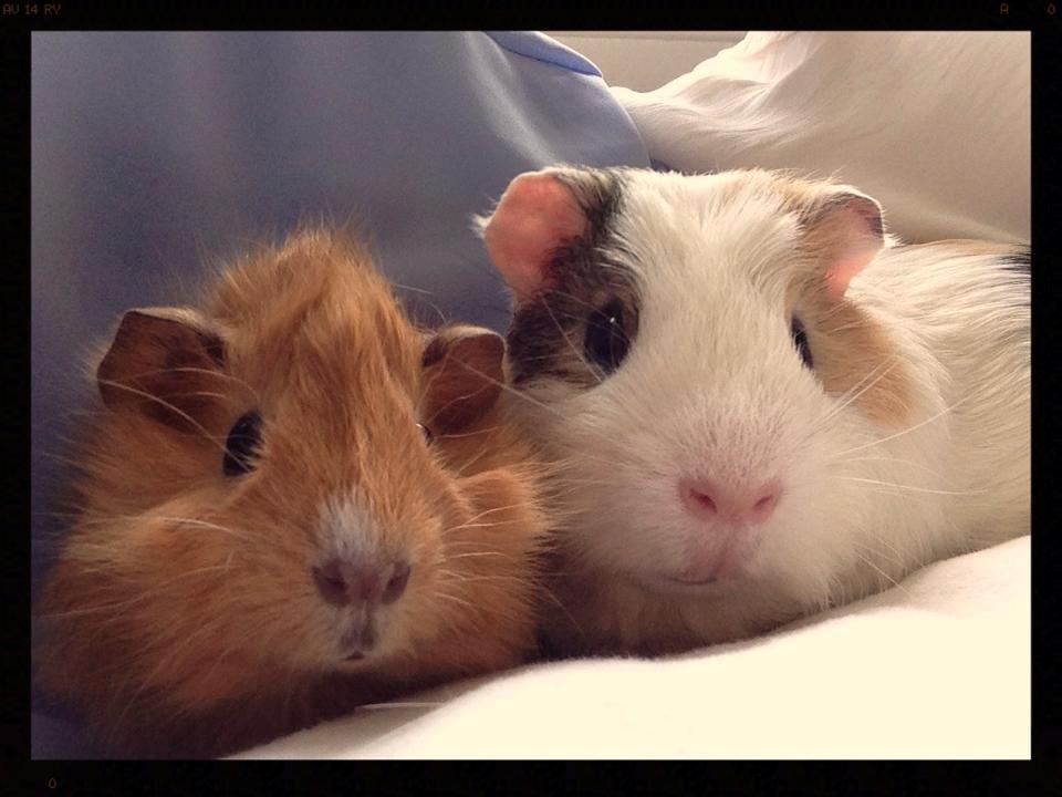 Marsvin Charlie Chicken Nugget billede 8