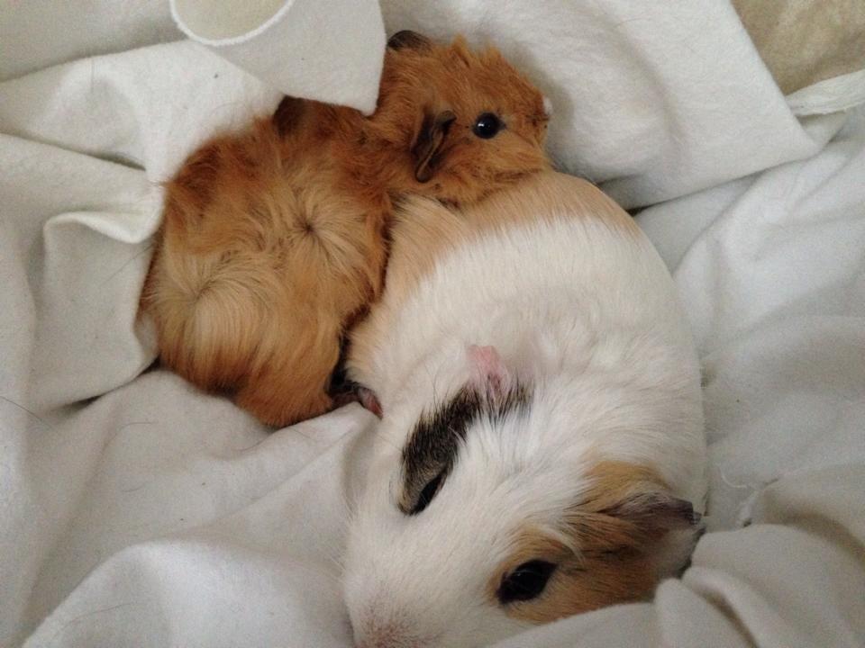 Marsvin Charlie Chicken Nugget billede 11