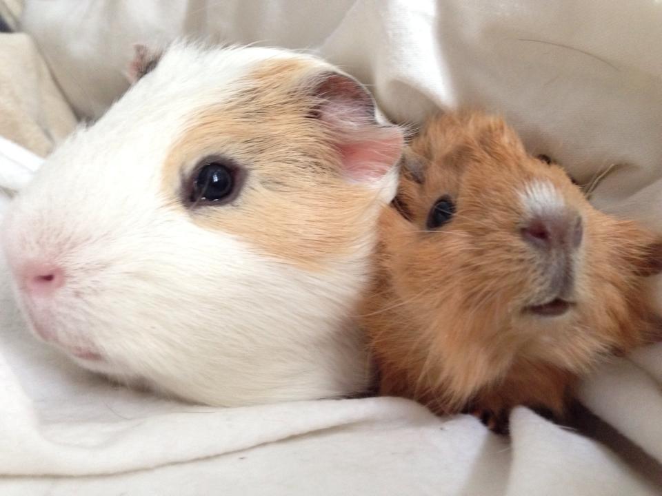 Marsvin Charlie Chicken Nugget billede 14