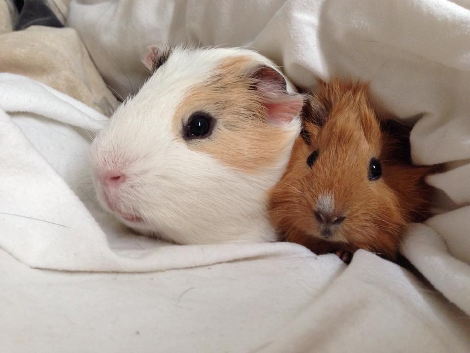 Marsvin Charlie Chicken Nugget billede 18