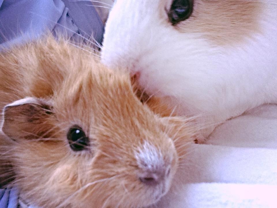 Marsvin Charlie Chicken Nugget billede 17