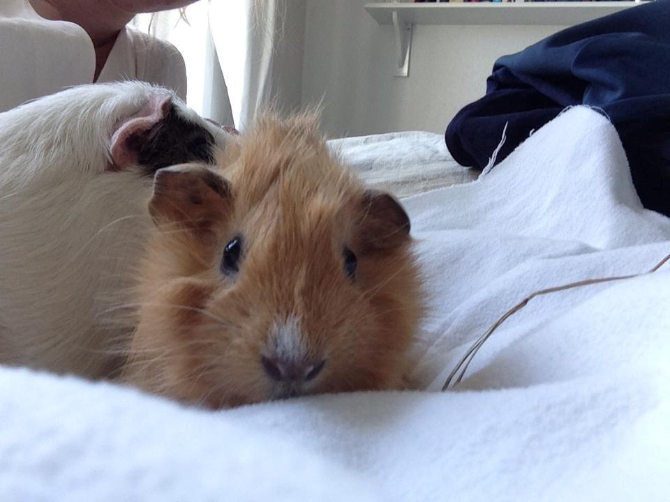 Marsvin Charlie Chicken Nugget billede 23