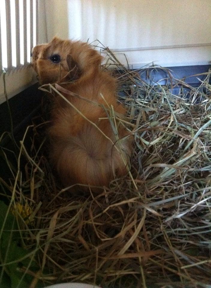 Marsvin Charlie Chicken Nugget billede 15