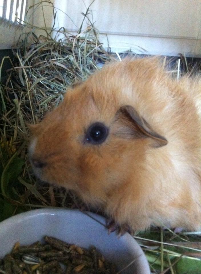 Marsvin Charlie Chicken Nugget billede 24