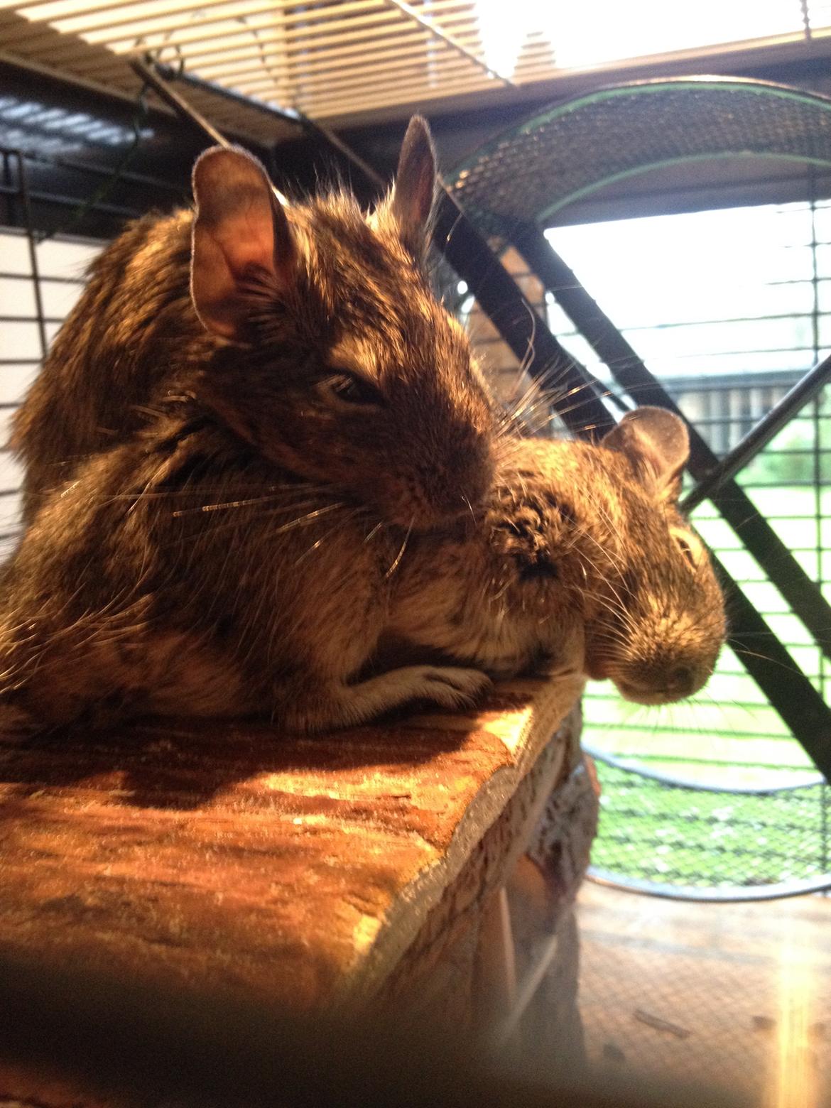 Degu Ferrari - Sover med søster <3  billede 8