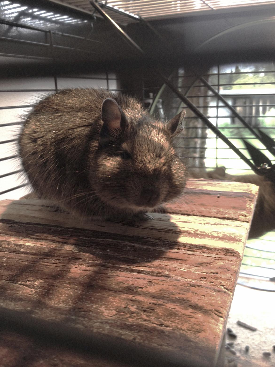 Degu Ferrari billede 1