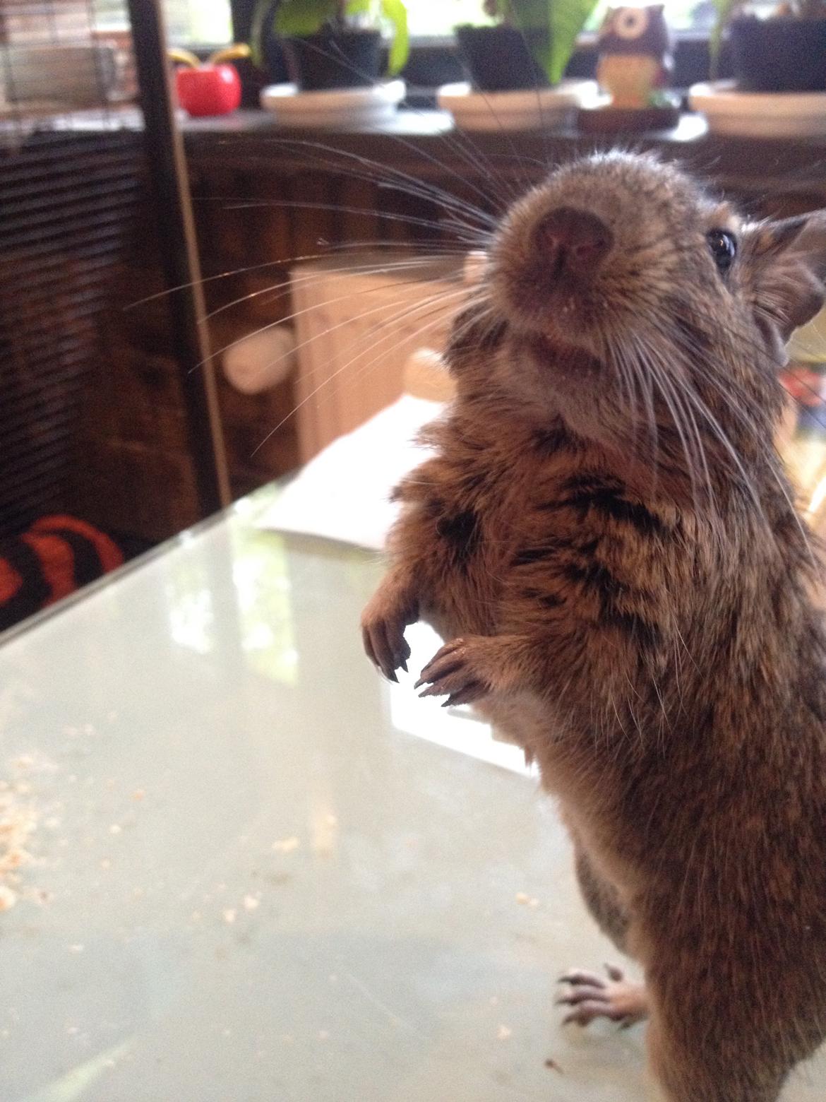 Degu Lotus - Hun er så nysgerrig <3 billede 1