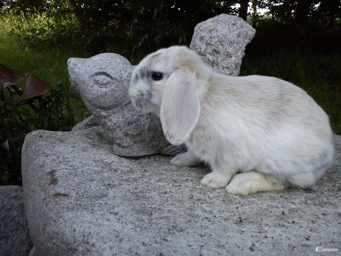 Kanin kato billede 10