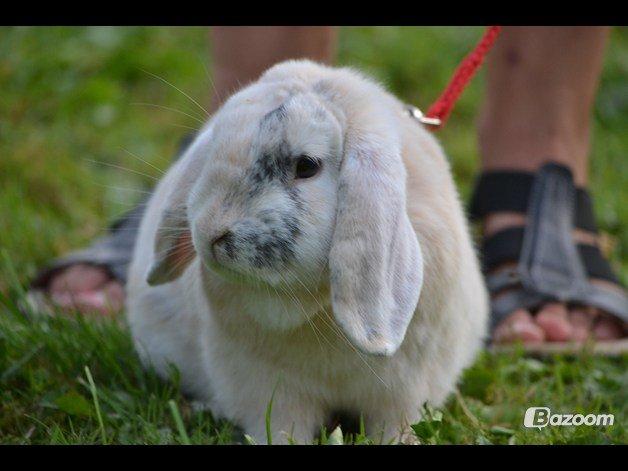 Kanin kato - tak for kigget  billede 11