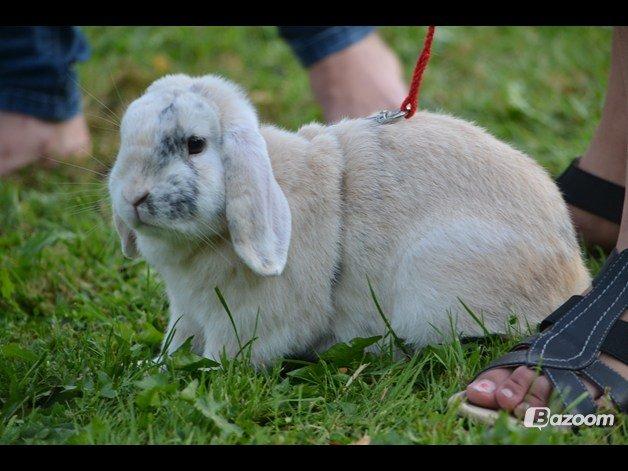 Kanin kato billede 6