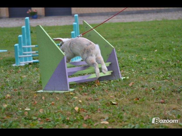 Kanin kato billede 7