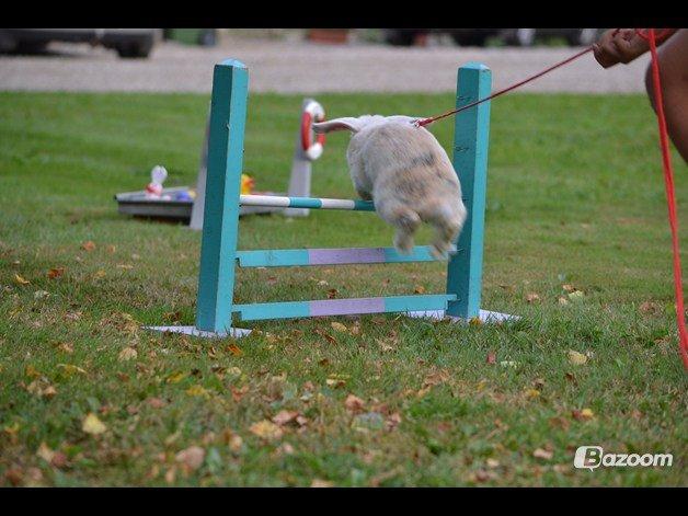 Kanin kato billede 9