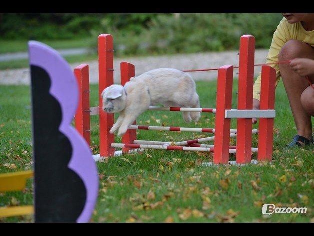 Kanin kato - første træning sammen med dem fra haderslev -kaninhop for alle  billede 3