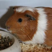 Marsvin Louis (Loui)