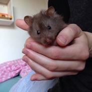 Hamster Palle