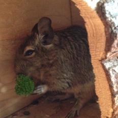 Degu Lotus