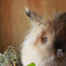 Kanin Prince Charming |Løvehoved/Teddy|