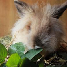 Kanin Prince Charming |Løvehoved/Teddy|