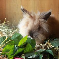 Kanin Prince Charming |Løvehoved/Teddy|