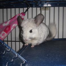 Chinchilla Chilla