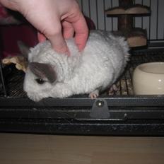 Chinchilla Chilla