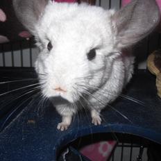 Chinchilla Chilla