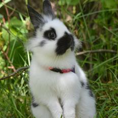 Kanin Kaninbandens Hero