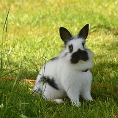 Kanin Kaninbandens Hero