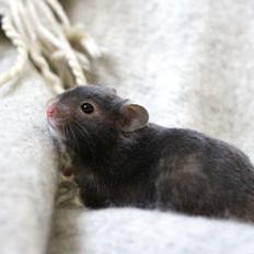 Hamster Borks Douglas.