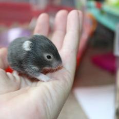 Hamster Borks Douglas.