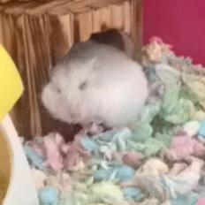 Dværghamster Snebold