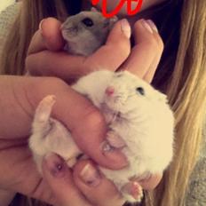 Dværghamster Snebold