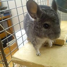 Chinchilla Grævling
