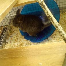 Chinchilla Grævling