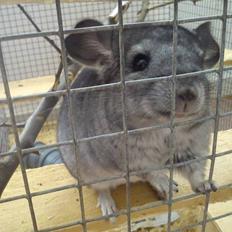 Chinchilla Grævling