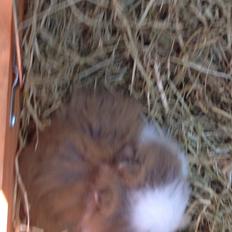 Kanin Stidsholts Aiko (Flora) (R.I.P.)