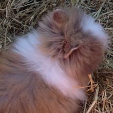 Kanin Stidsholts Aiko (Flora) (R.I.P.)
